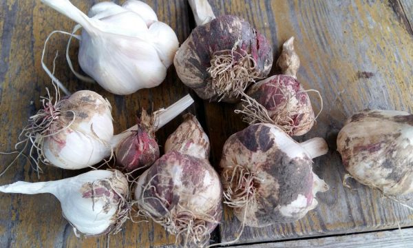 Шелуха чеснока на вес золота: жаль, раньше не начала её собирать